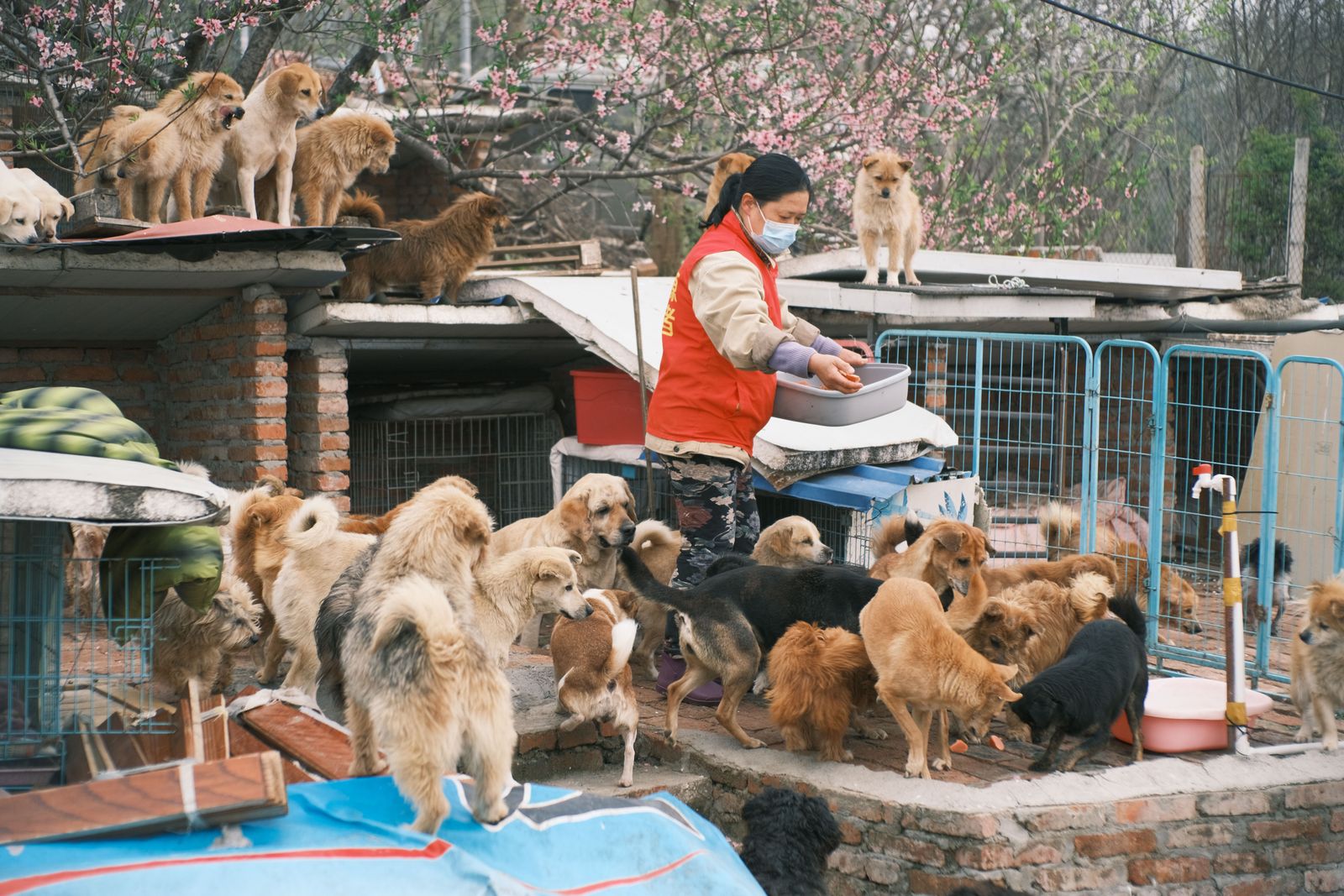 A volunteer providing food to rescued dogs at an animal shelter