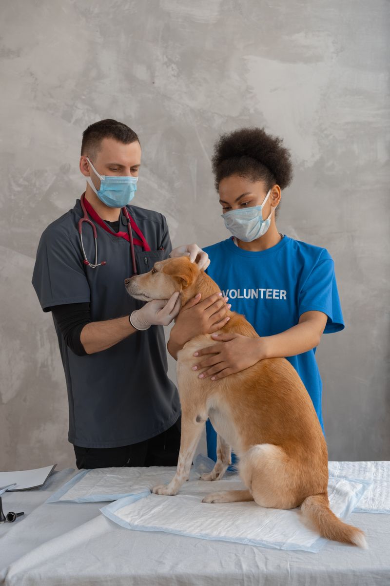 A veterinarian and a volunteer examining a dog in a clinic