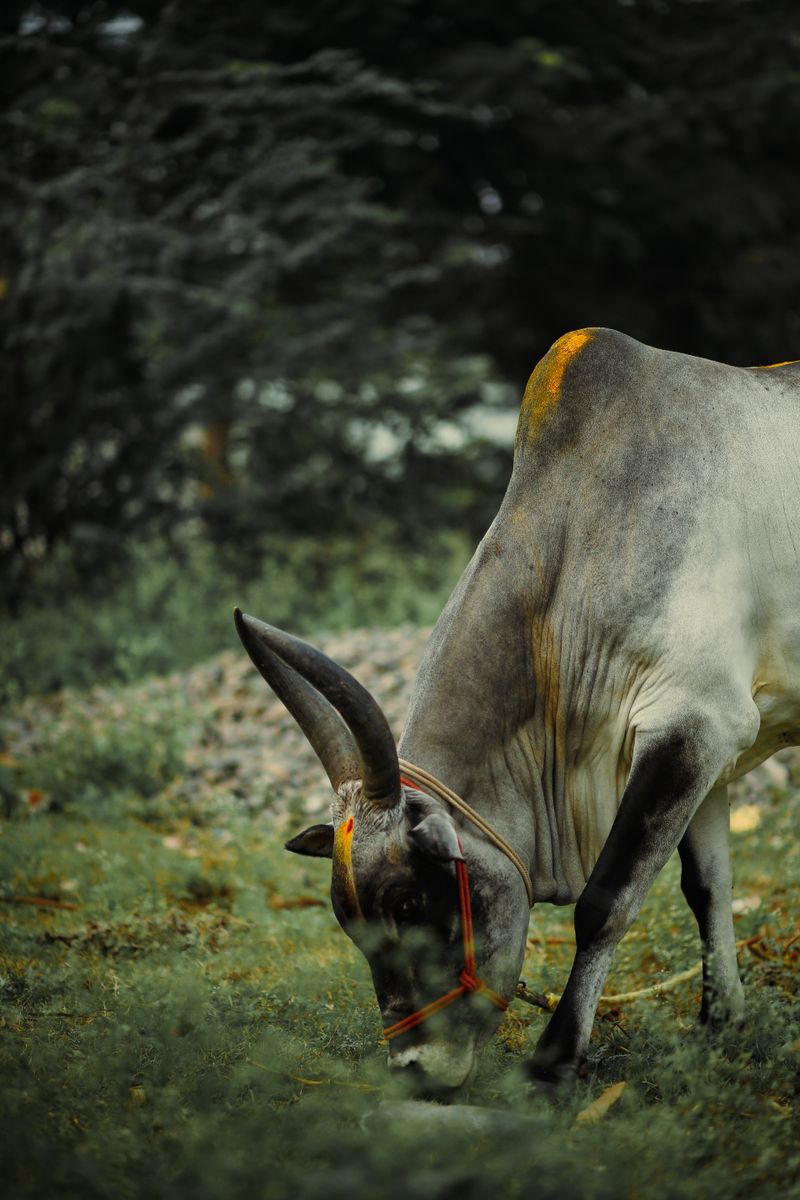 An Indian cow standing in a green pasture in Coimbatore
